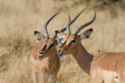 58 - Impalas mâles